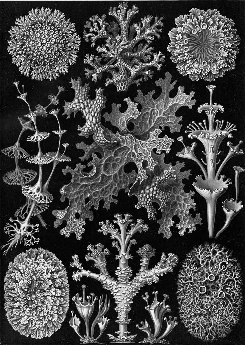 Laurie Cluitmans tekst foto.jpg